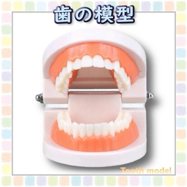 歯の模型 歯のモデル 知育 歯科衛生 歯磨き 歯茎 歯周病 虫歯 歯ブラシ