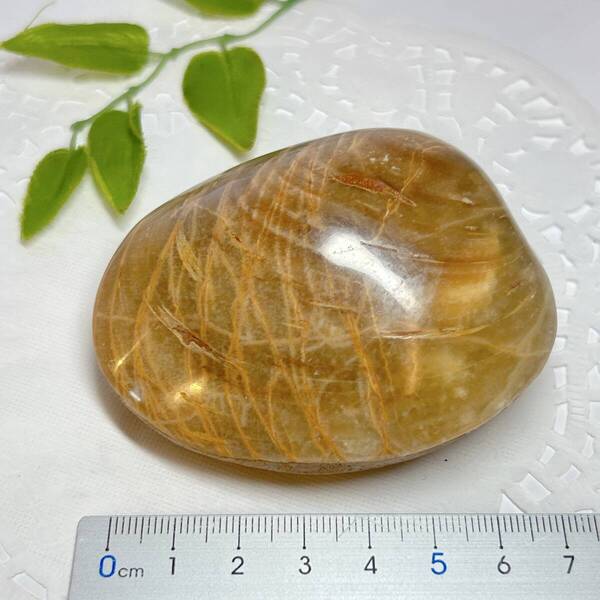 【E13476】二枚貝 化石 中生代ジュラ紀 マダガスカル Bivalve