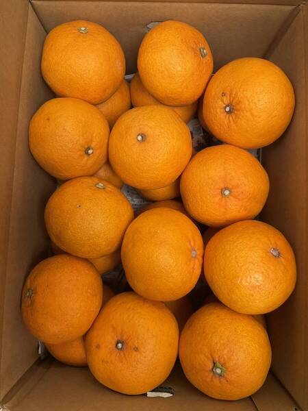 ③新甘夏 箱込み6kg 愛媛中島産みかん 全国送料無料 サンフルーツ ニューセブン 田浦オレンジ