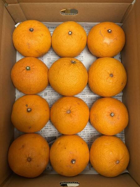 ③新甘夏 箱込み3.5kg 愛媛中島産みかん 全国送料無料 サンフルーツ ニューセブン 田浦オレンジ