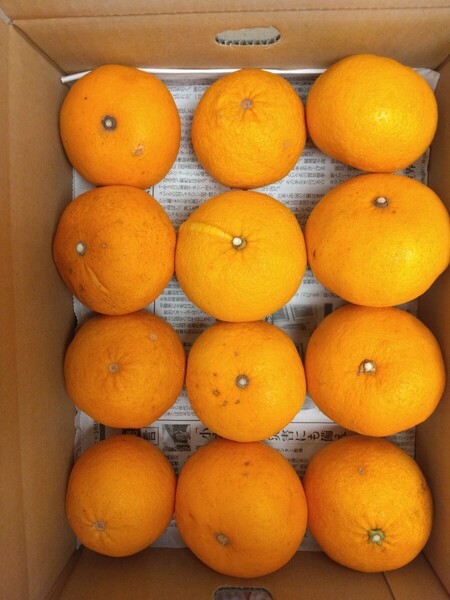 ④最後1箱 新甘夏 箱込み3.5kg 愛媛中島産みかん 全国送料無料 サンフルーツ ニューセブン 田浦オレンジ