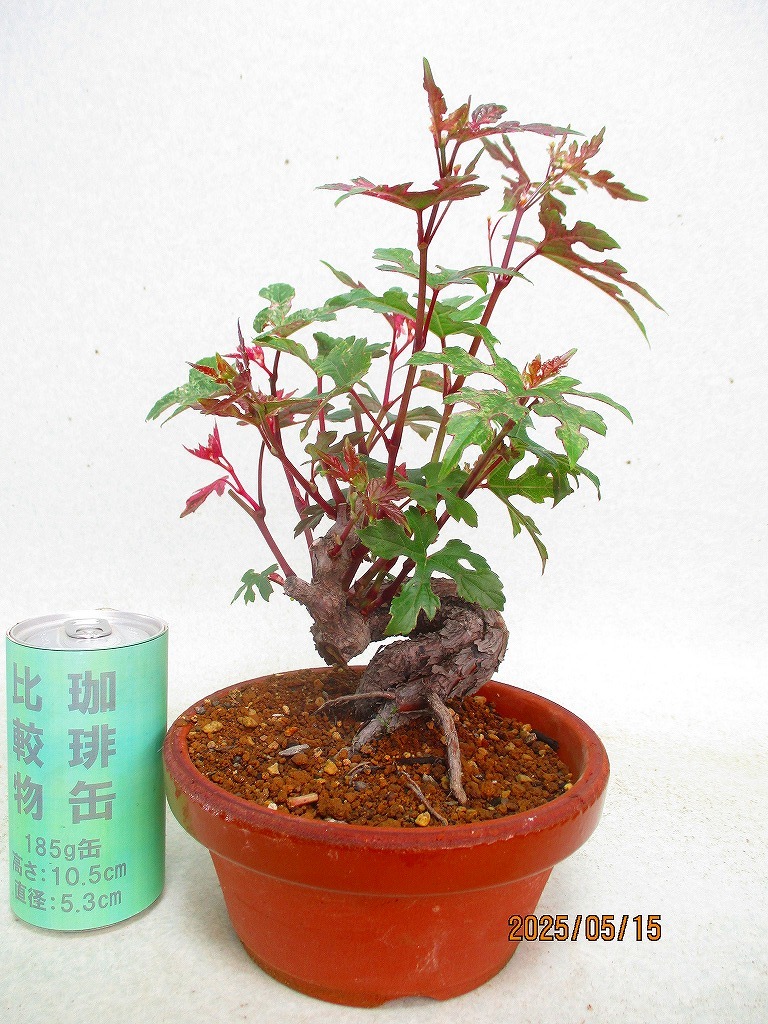 アンティーク風   置物 讃岐屋緑兵衛]斑入野葡萄(5765駄温鉢)全高：32㎝※同