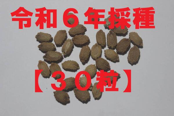 ゴーヤの種【30粒】令和6年採種・沖縄ゴーヤ・ニガウリ・レイシ・健康野菜(夏バテ防止)【4月~5月種まき時期】