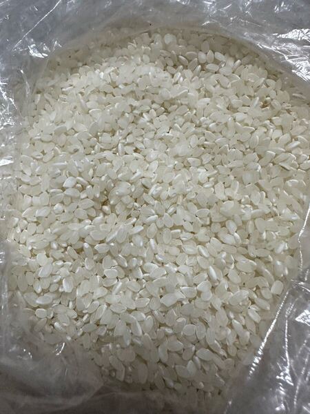古米 令和5年産 3.25kg 白米 精米済み 鳥の餌にも