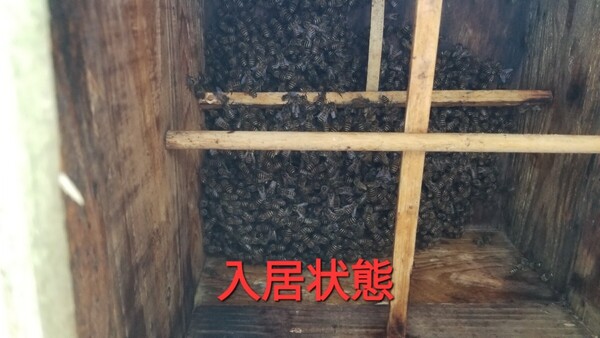 日本ミツバチの分蜂群「全県配送可」到着次第セット出来令和6年は東北地方まで20数群出荷実績■アカリンダニと暑さ対策巣箱(継ぎ箱網底板付