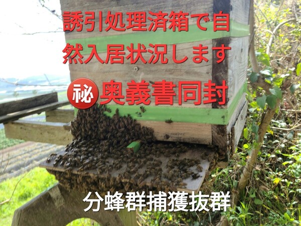 ■日本ミツバチ捕獲箱蜂が自然入居する誘引処理済み■アカリンダニ予防と暑さ対策天蓋採用付き■当方の捕獲巣箱で入居報告有りました