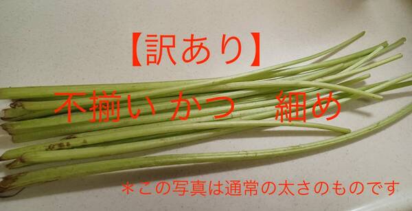 【訳あり(不揃いかつ細め)】ふき 蕗 天然蕗 農薬不使用 500g