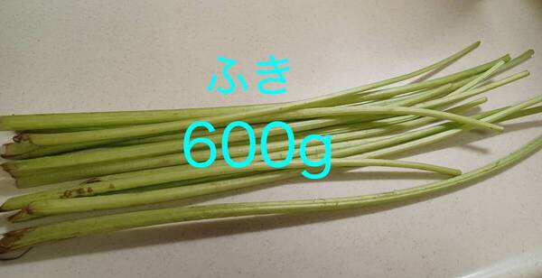 ふき 蕗 天然蕗 農薬不使用 600g