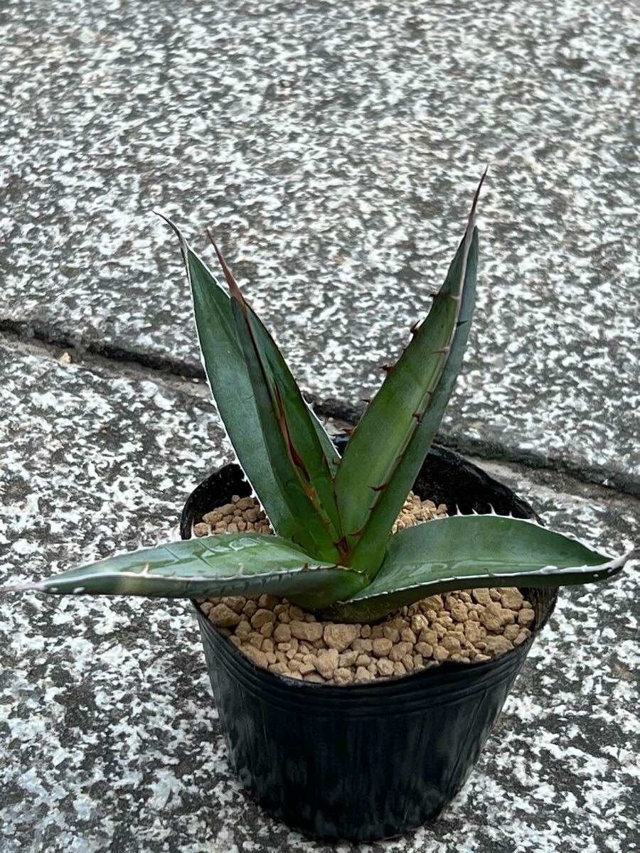 Yahoo!オークション -「ジェスブレイティ」の落札相場・落札価格