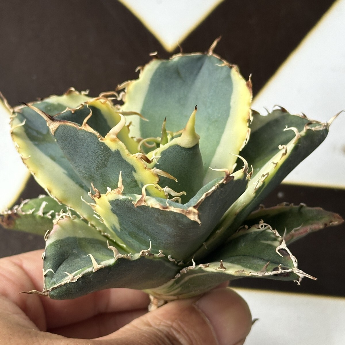 2025年最新】アガベ 錦 - 魅力的な模様を持つ観葉植物が揃ってい 2025年最新】アガベ 錦 - 魅力的な模様を持つ観葉植物が揃ってい