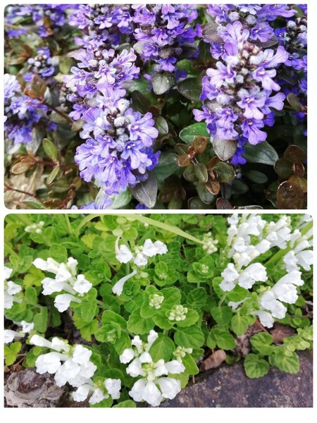 抜き苗タツナミソウ白花&アジュガ