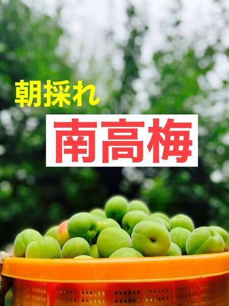 大特価!!紀州南高梅.10kg.訳あり品.農家直送