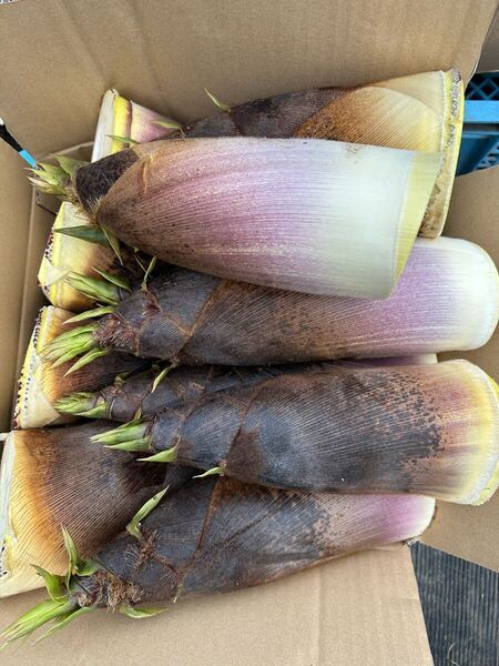 たけのこ 自然栽培 タケノコ 筍 5kg岩手県産 米ぬか付き
