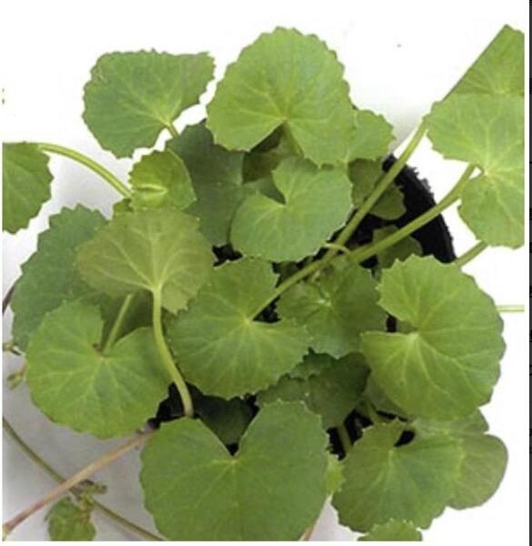 日本のツボクサ(ゴツコラ)植物苗 薬草苗(5株)