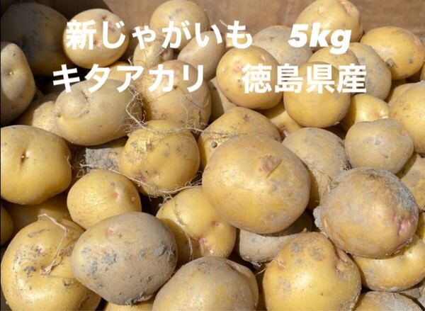 新じゃがいも 5kg箱込 ML きたあかり 徳島県産 農家直送