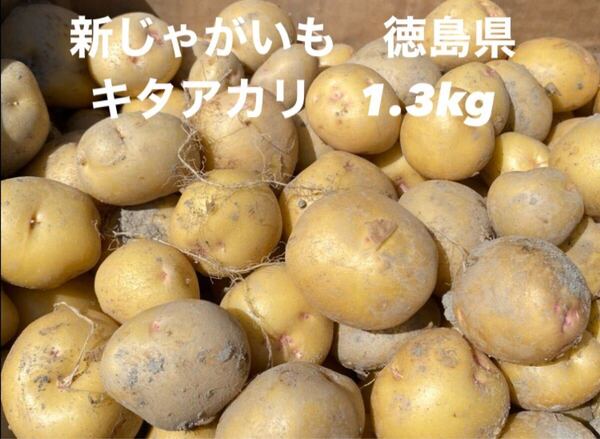 キタアカリ 1.3kg箱込 じゃがいも 徳島県産 5月収穫