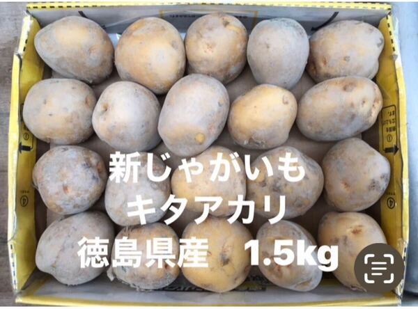 新じゃがいも 1.5kg箱込 きたあかりA 徳島県産