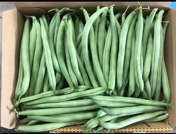 さやいんげん サンド豆 1kg箱込 徳島県産
