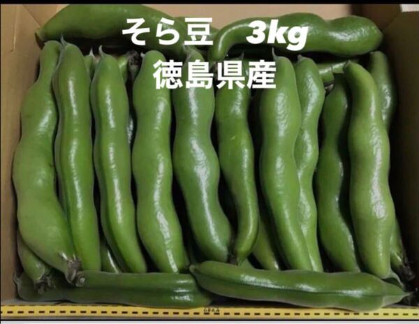 そら豆 3kg箱込 徳島県産 売れから収穫します