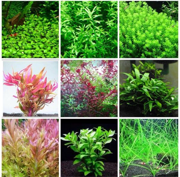 水草セット 人気の水草20本+予備!お好きな水草に変更可能◯ ルドヴィジアスーパーレッド ロタラインディカ ウィローモス アナカリス