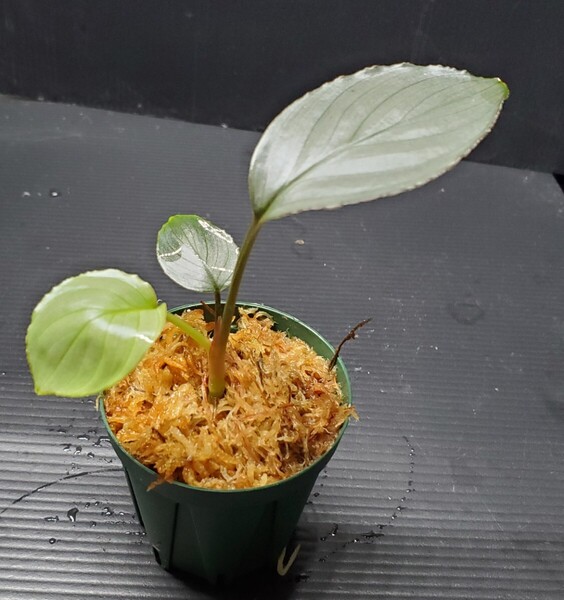 KZT便 Homalomena sp. aluminum ホマロメナ アロイド ジメジメ系 パルダリウム 熱帯植物