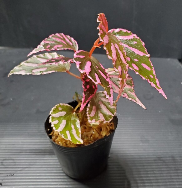 Begonia jurau ぼっち株 ベゴニア ジュラウ パルダリウム ジメジメ系植物