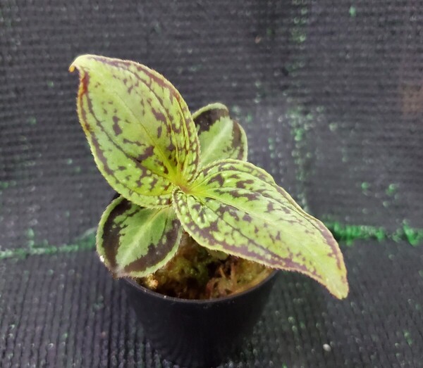 Sonerila sp. Vietnam ソネリラ ベトナム パルダリウム 熱帯植物