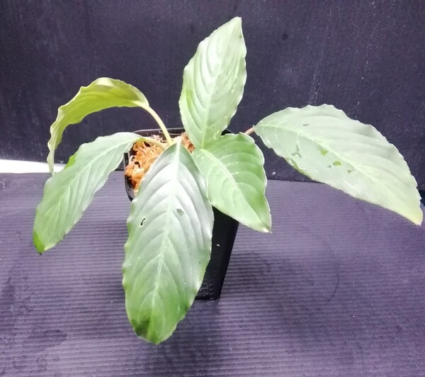 Hottarum sp. Entikong ホッタルム ウンティコン サンガウ パルダリウム アロイド サトイモ 熱帯植物