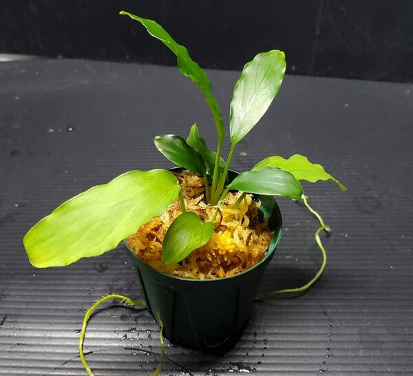 カミハタ便 Furtadoa sp. greennarrow フルタドア グリーンナロー アロイド ジメジメ系植物 熱帯植物