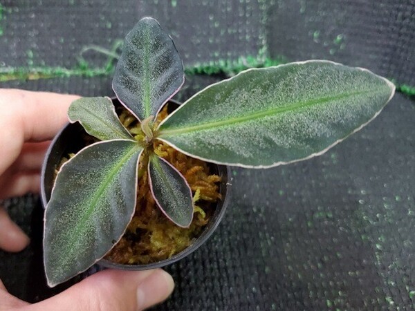 Labisia sp. Fuchsia line ラビシア アルディシア 熱帯植物 ジメジメ系植物
