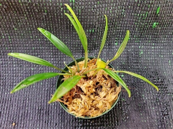 Aridarum Melawi1 アリダルム ムラウィ1 サトイモ アロイド 熱帯植物 パルダリウム ジメジメ系植物