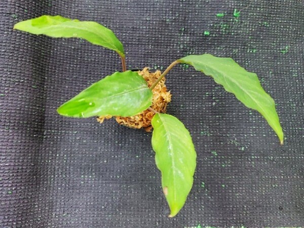Hottarum sp. Entikong サンガウ ホッタルム ウンティコン アロイド サトイモ 熱帯植物 ジメジメ系植物 パルダリウム