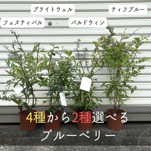 セット 2苗 ブルーベリー フルーツ 果樹 果実 苗木 実 上質 家庭菜園 ガーデニング 園芸 ブライトウェル ティフブルー バルドウィン