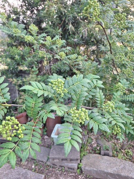 山椒の実 200g 朝倉山椒