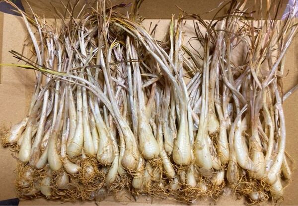 塩漬けや天ぷら、種用にも!!沖縄産島らっきょう300gちょこっとお試しにも!!