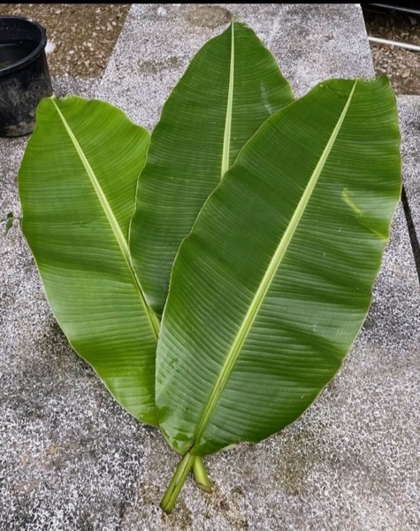 沖縄本島北部産 バナナリーフ(バナナの葉)3枚セット!