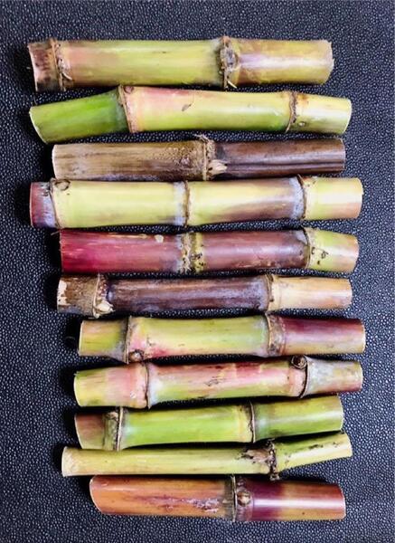 お土産にも!採れたて!沖縄産旬のサトウキビ10本!農薬不使用!!お試しにも!