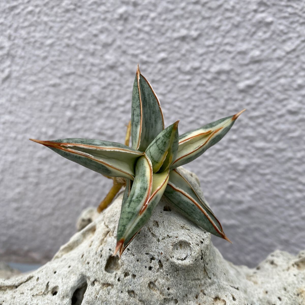 セール中　斑入り　サンセベリア　Tiger Blue　サンスベリア 斑入り サンセベリア Tiger Blue サンスベリア Sansevieria