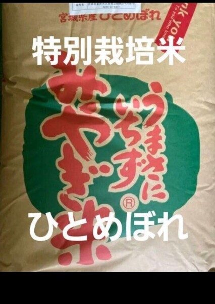 宮城県産 ひとめぼれ 特別栽培米 玄米 30kg 令和6年産 全国送料無料 米専用箱で発送
