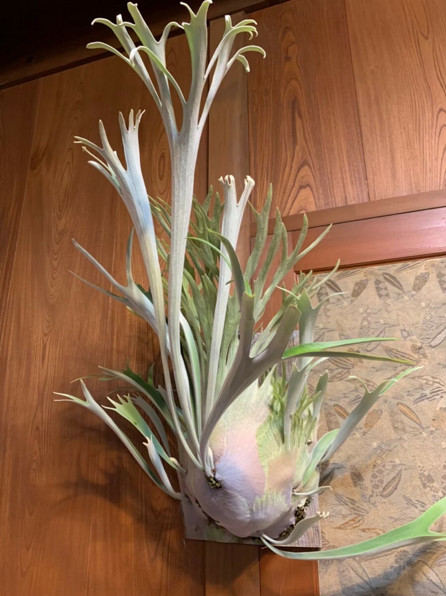 Yahoo!オークション -「p.veitchii wild」(観葉植物) の落札相場