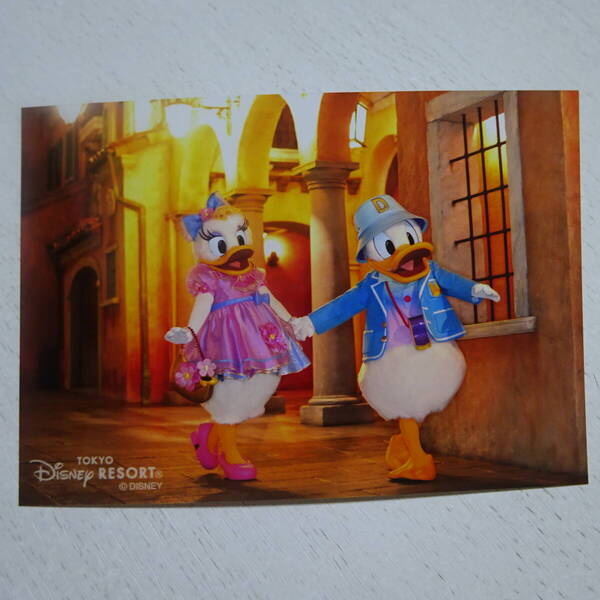 ★ドナルド★デイジー★ドナルドダック★Donald duck★daisy★スペシャルフォト★ディズニーリゾート★ディズニーランド★ディズニーシー★