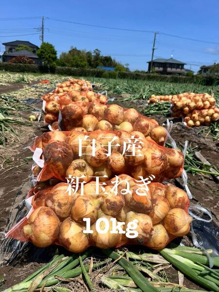 千葉県 白子産 新玉ねぎ 10kg 白子玉ねぎ 新鮮
