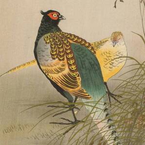 CD版 小原古邨 版画作品(鳥) 60点 CD版