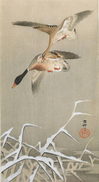 ◆◇CD版 小原古邨 版画作品(鳥・No2) 60点 CD版 ◇◆
