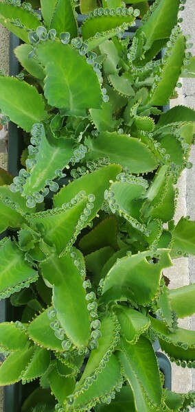 子宝草 子株30~50株 多肉植物 子宝弁慶草 カランコエ マザーリーフ 妊娠 妊活 幸運の葉 ベンケイソウ 初心者向け
