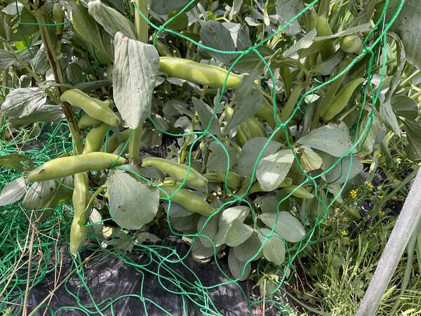 鳥取県産 栽培期間中無農薬そら豆 2kg以上
