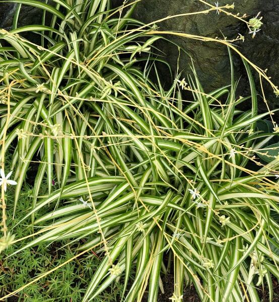 送料無料 植物 苗 根付き苗 蘭 オリズル蘭 班入り オリズルラン