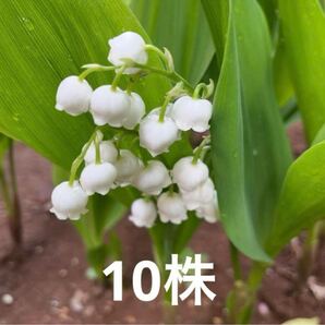 植物 すずらん スズラン 鈴蘭 苗 花苗 花壇 ガーデニング プランター B