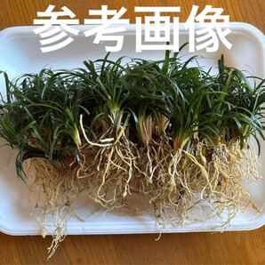 送料無料 リュウノヒゲ 竜のひげ 玉竜 植物 グランドカバーに 50株