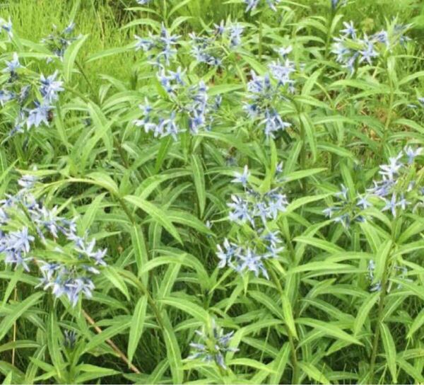 【毎年咲く♪】【植えっぱなしOK】【多年草 宿根草】ヤナギバチョウジソウ 抜き苗 3本程度